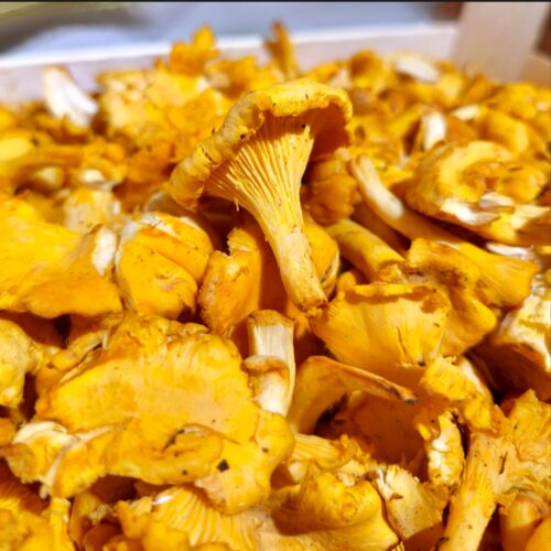 Chanterelles / Girolles 100gr